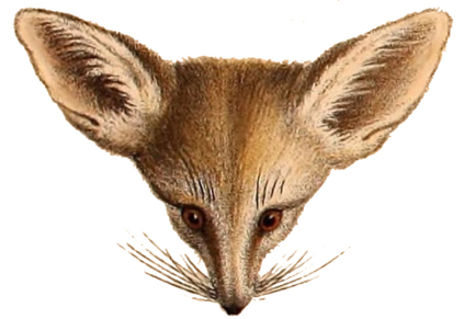 Fennecus Zerda